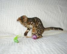 Cute Bengal Kittens Available (805) 751-3818