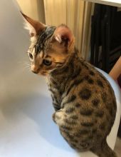 Cute Bengal kittens for a lovely home (805) 751-3818