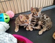 Lovely M/F Bengal Kittens for re-homing (805) 751-3818