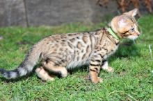 Healthy Bengal Kittens For adoption (805) 751-3818