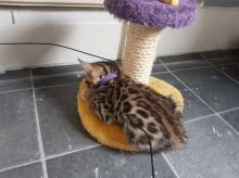 Outstanding Bengal Kitten Sale