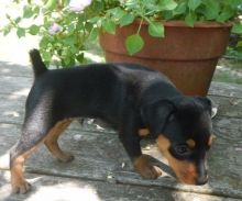 Outstanding Doberman Pinscher Puppies For Sale For More Info :Call or Text (709)-500-6186