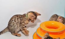 Rare Charcoal Silver Bengal Kittens Available! (805) 751-3818