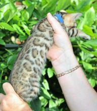 Registered Bengal female kittens for rehoming (805) 751-3818
