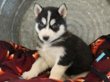 Siberian Husky puppies for new homes, vaccinations up to date
