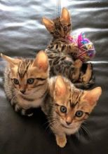 Stunning Bengal Kittens (805) 751-3818