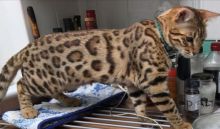 Terrific Bengal Kittens to Grace Your Home..(805) 751-3818