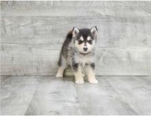 Two adorable Pomsky puppies