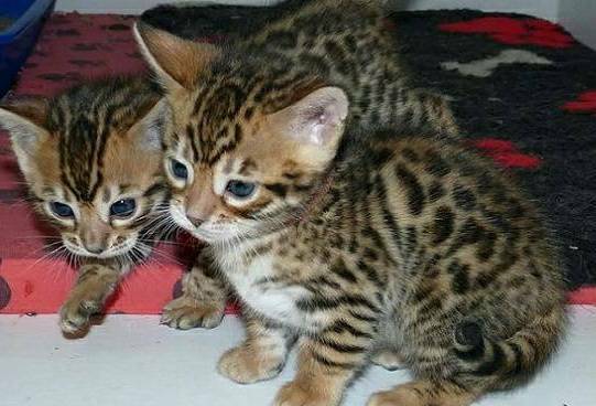 2 Adorable Bengal Kittens ready (805) 751-3818 Image eClassifieds4u