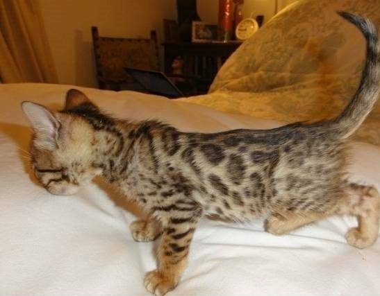 Adorable Bengal Kittens for Sale (805) 751-3818 Image eClassifieds4u