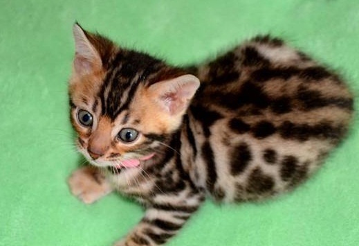 Bengal and Savannah kittens ready (805) 751-3818 Image eClassifieds4u