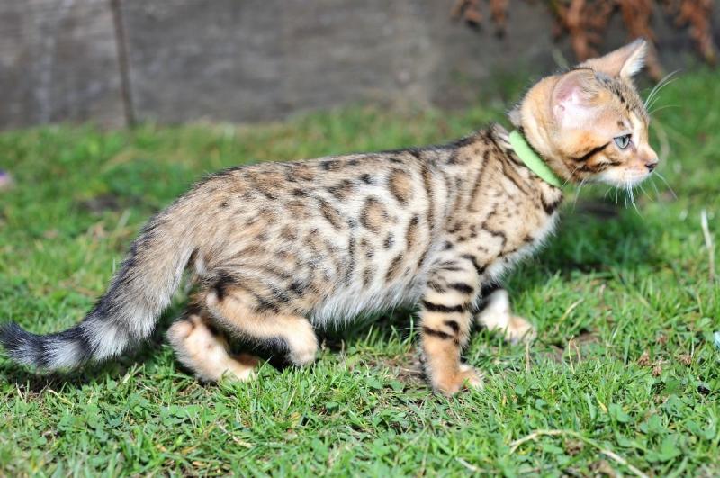 Healthy Bengal Kittens For adoption (805) 751-3818 Image eClassifieds4u