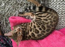 Beautiful Male & Female TICA Bengal Kitten (805) 751-3818 Image eClassifieds4U