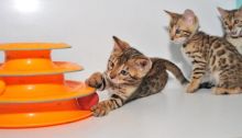 male and female Bengal Kittens ready..(805) 751-3818 Image eClassifieds4U