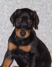 Ready Now Doberman Pinscher Puppies For Sale :Call or Text (709)-500-6186 Image eClassifieds4U