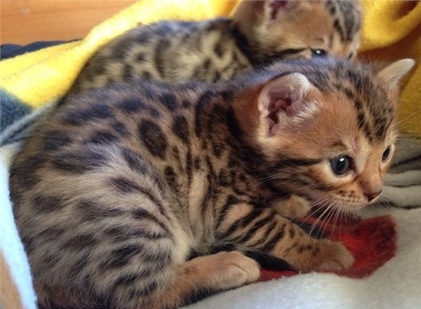 Male and Female Bengal Kittens Available (805) 751-3818 Image eClassifieds4u