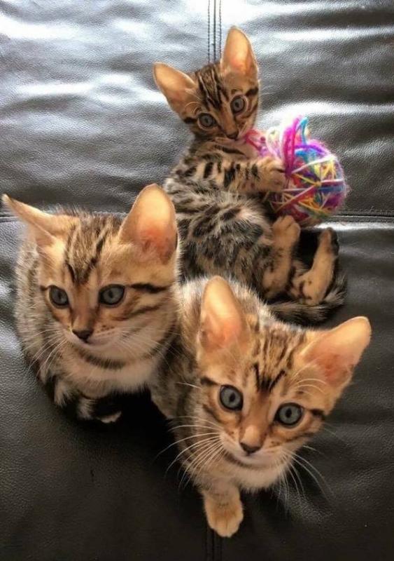 Stunning Bengal Kittens (805) 751-3818 Image eClassifieds4u