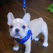 12 weeks old Registered French Bulldog pups