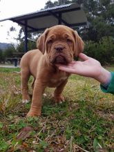 Dougue De Bordeaux Puppies For Adoption