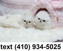 Exceptional tiny t-cup pomeranian puppies for sale.