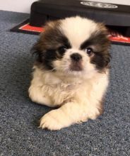 Pekingese Puppies For Adoption