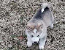 Sweet Alaskan Malamute puppies