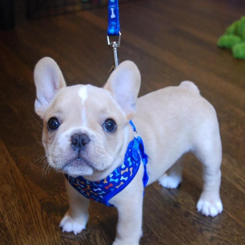 2 French Bulldog female and male puppies Image eClassifieds4u