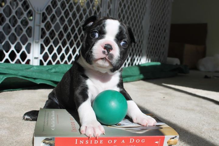 Boston Terrier Puppies For Adoption Image eClassifieds4u