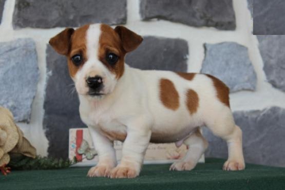 View Image 1 for Jack Russell Terrier Puppies Toronto