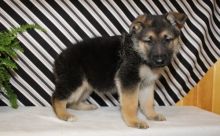 🐾💝🐾 Adorable 🐾💝🐾 Ckc German Shepherd Puppies Available🐾💝 Image eClassifieds4U