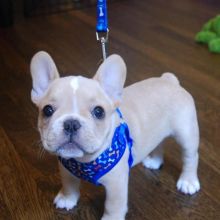 2 Precious French Bulldog pups Image eClassifieds4U