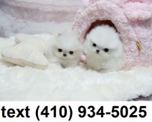 Exceptional tiny t-cup pomeranian puppies for sale. Image eClassifieds4U