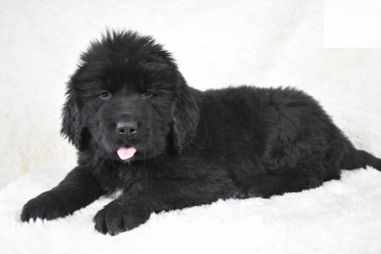 Newfoundland Puppies Image eClassifieds4u