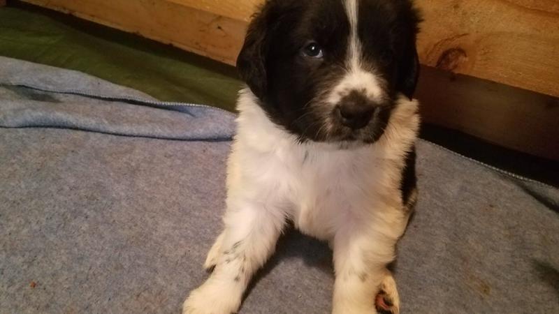 Newfoundland Puppies For Adoption Image eClassifieds4u