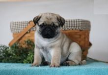 Amazing Pug Puppies Available