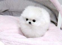 Beautiful Pomeranian puppies