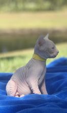 Beautiful sphynx kittens,