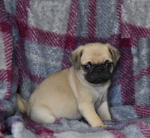 Cute Pug Puppies Available