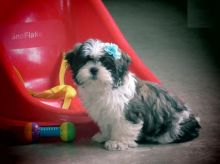 Cute Shih Tzu Puppies Available