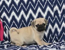 Quality Pug Puppies Available