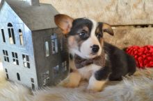 Quality Tricolor Corgi Puppies Available