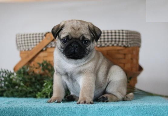 Amazing Pug Puppies Available Image eClassifieds4u