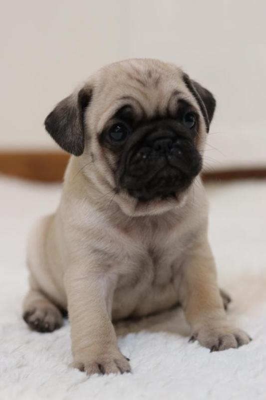 Pug Puppies Available Image eClassifieds4u