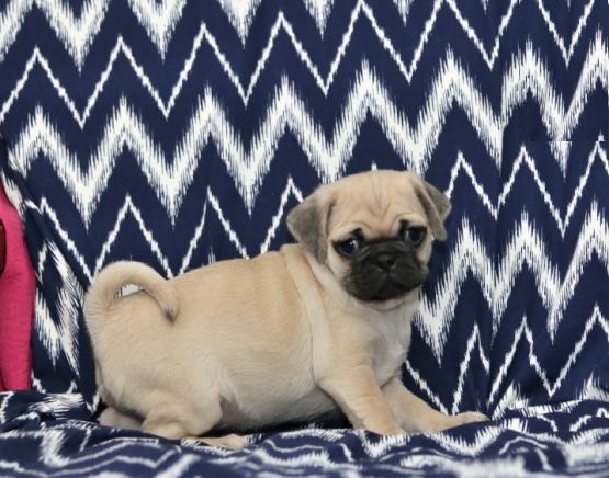 Quality Pug Puppies Available Image eClassifieds4u
