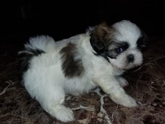 Shih Tzu Puppies Available Image eClassifieds4u