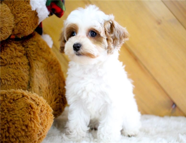 Very cute, social and lovely Cavapoo puppies Image eClassifieds4u