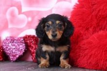 Black and Tan Dachshund Puppies