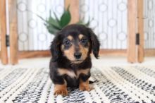 Black and Tan Dachshund Puppies