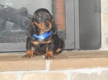 Black and Tan Dachshund Puppies