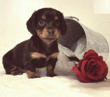 Black and Tan Dachshund Puppies